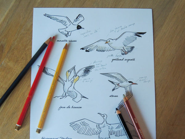 Un coloriage des oiseaux marins !